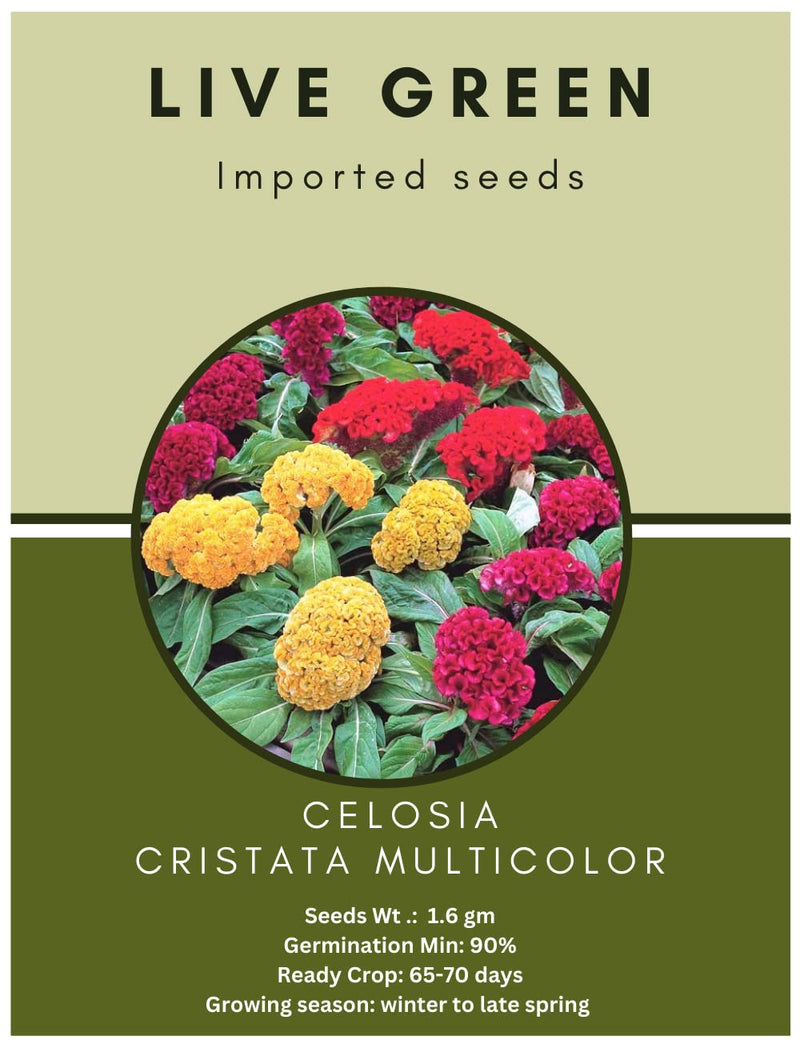 Live Green Imported Seeds - Celosia Cristata Cockscomb Mix Dwarf Variety Flower Seeds for All Season - Pack of 1.6gm Seeds