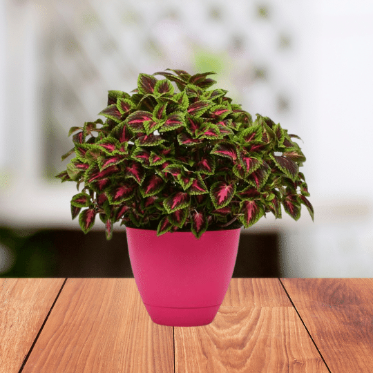 udanta-coleus-plant