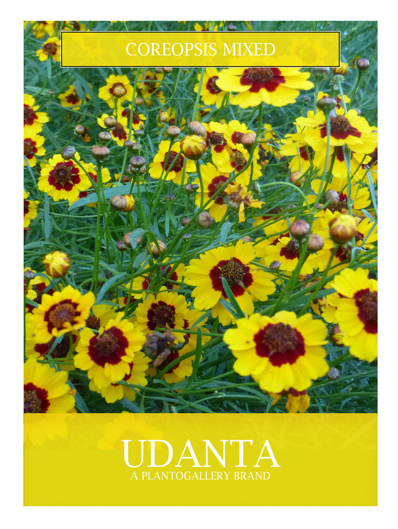 coreopsis-mix-flower-seed