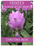 Curcuma Blue Colour Flower Bulbs Pack Of 5 By Plantogallery