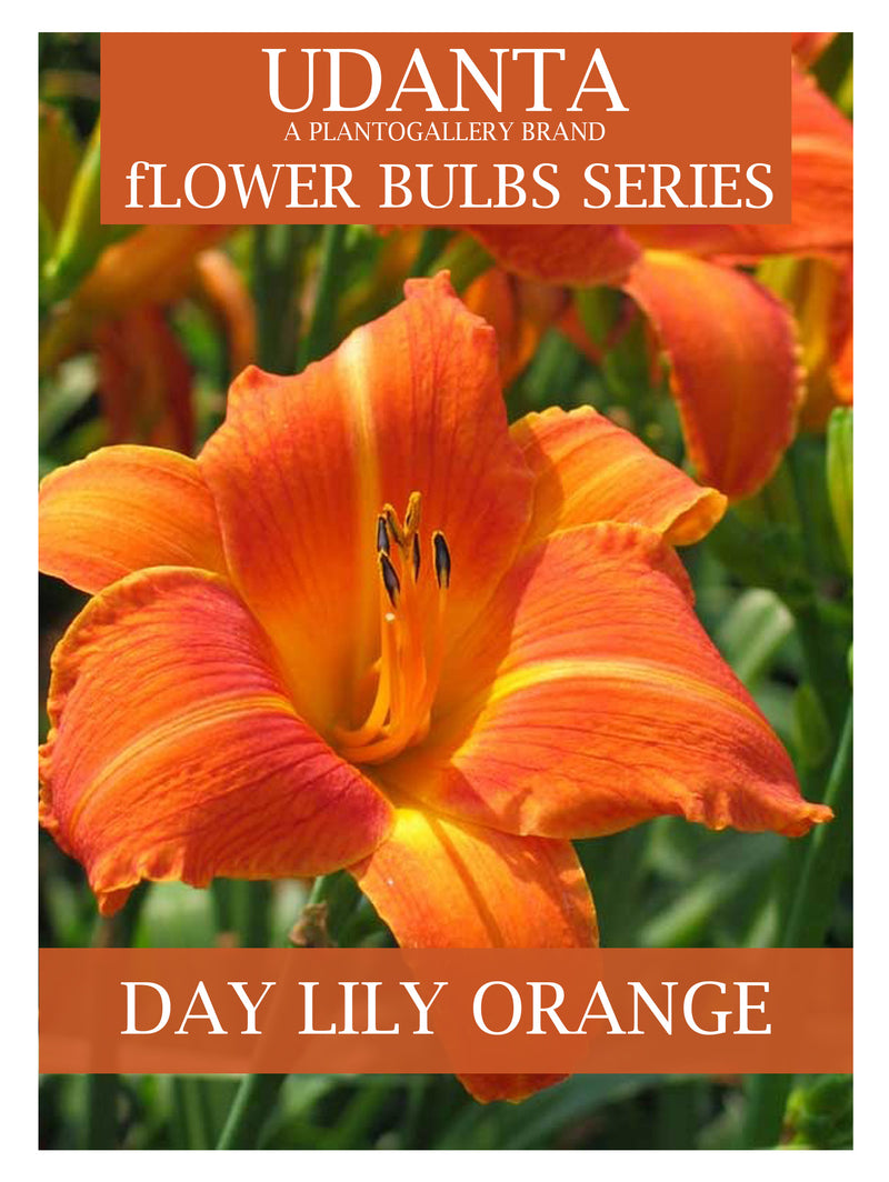 Daylily “Hemerocallis” Orange -colour Flower Bulbs - Pack of 5 Bulbs By Plantogallery
