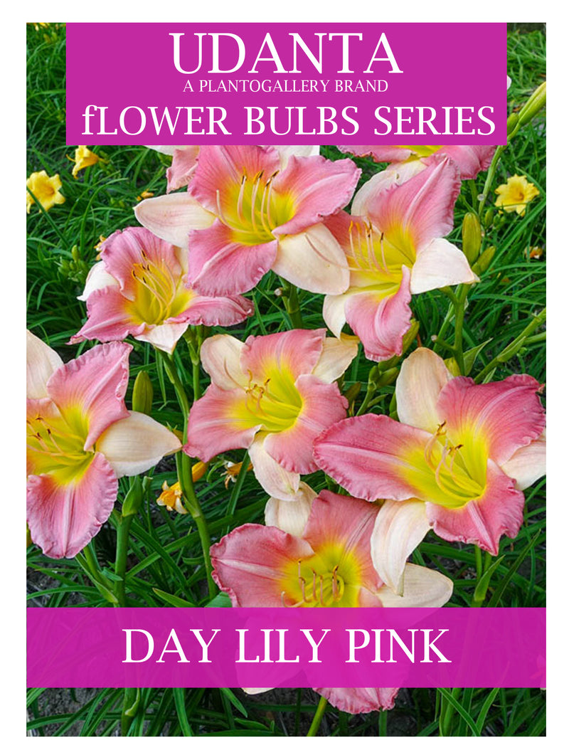 Daylily “Hemerocallis” Pink-colour Flower Bulbs - Pack of 5 Bulbs By Plantogallery