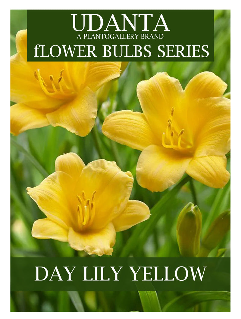 Daylily “Hemerocallis” Yellow-colour Flower Bulbs - Pack of 5 Bulbs By Plantogallery