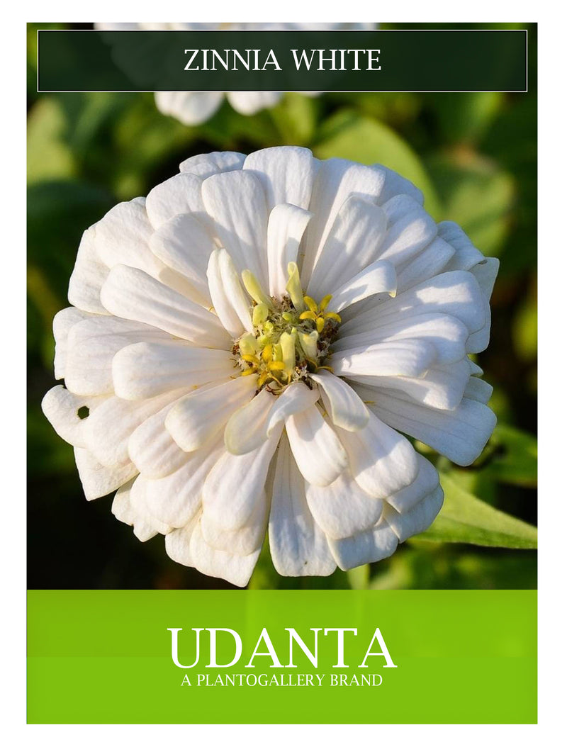 zinnia-white-flower-seed