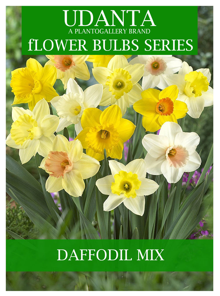 Nargis | Double Flower Bulb | for Home Gardening | Pack of 5 Bulbs | By Plantogallery® (Mix)