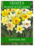 Nargis | Double Flower Bulb | for Home Gardening | Pack of 5 Bulbs | By Plantogallery® (Mix)