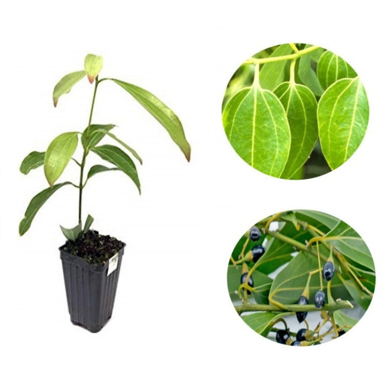 Dalchini Species Flower Plant For for Home & All Season Plant