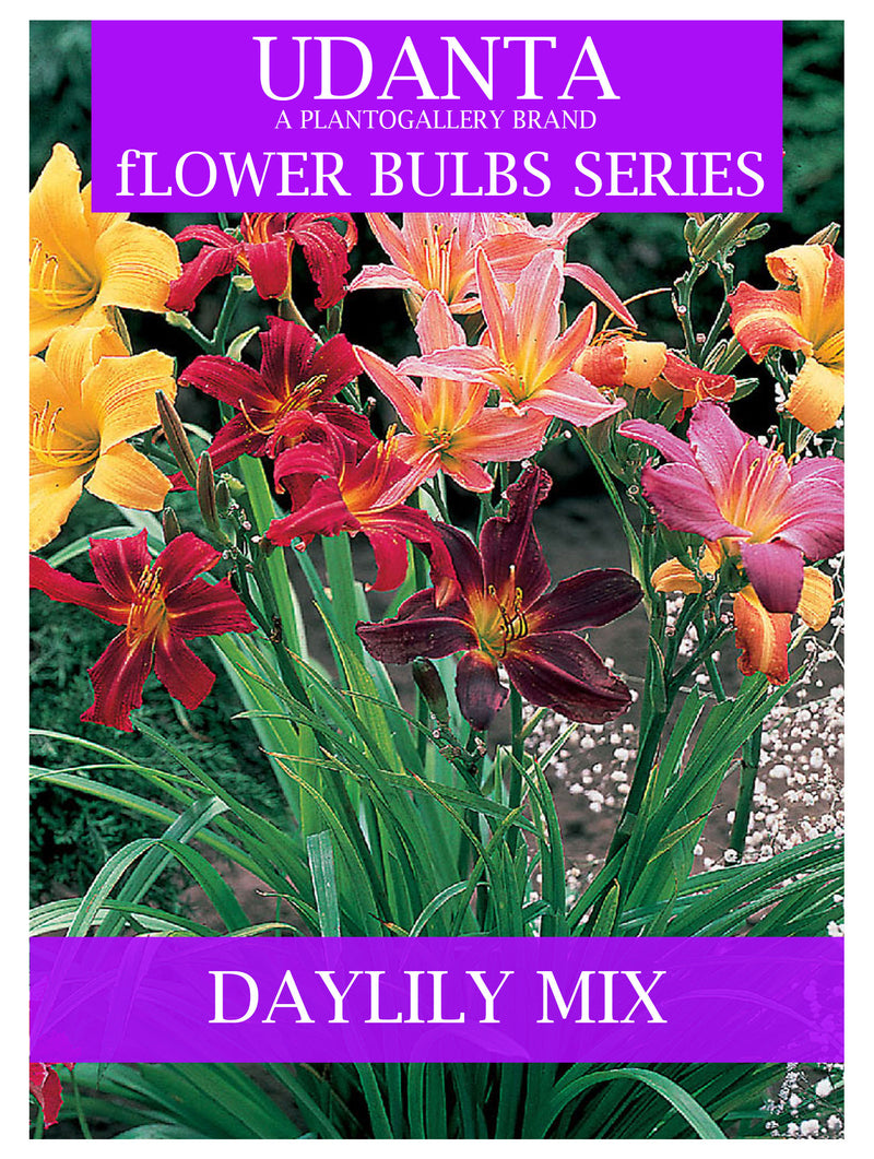 Daylily Fresh Flower Bulbs Pack Of 10 For Summer Season By Plantogallery