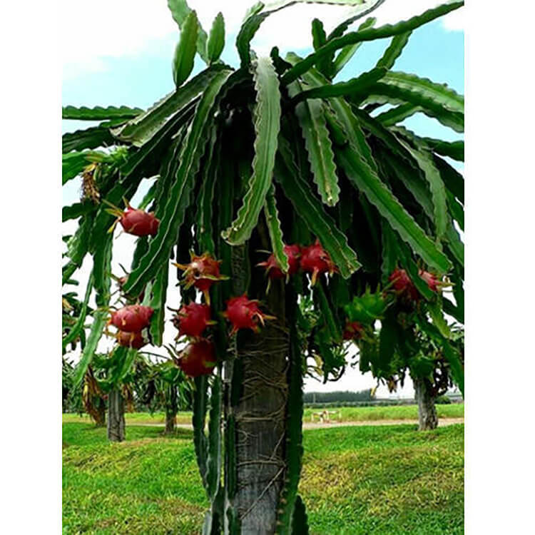 Dragon Fruit Tree Grafted Plant By Plantogallery