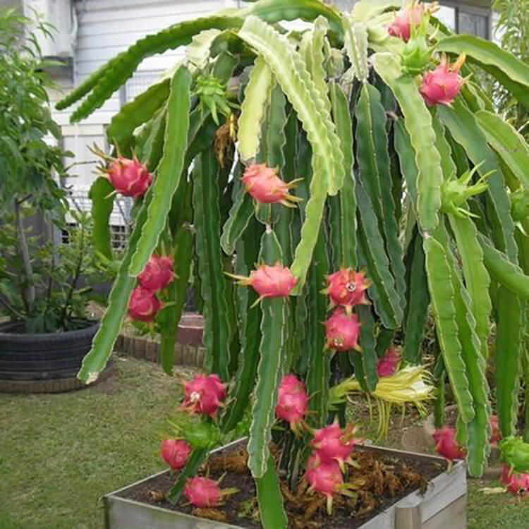 dragon-fruit-plant-by-udanta