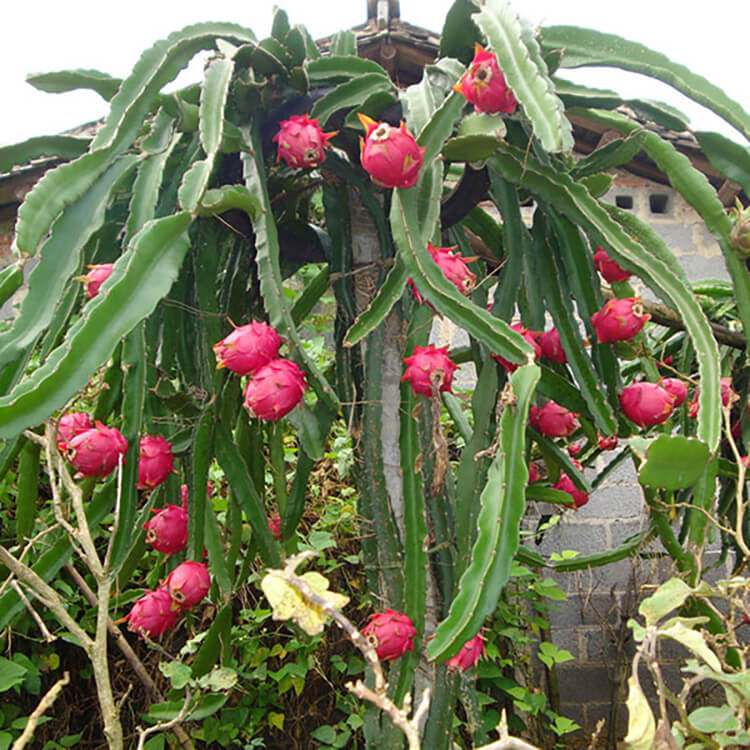 dragonfruit-plant-by-udanta