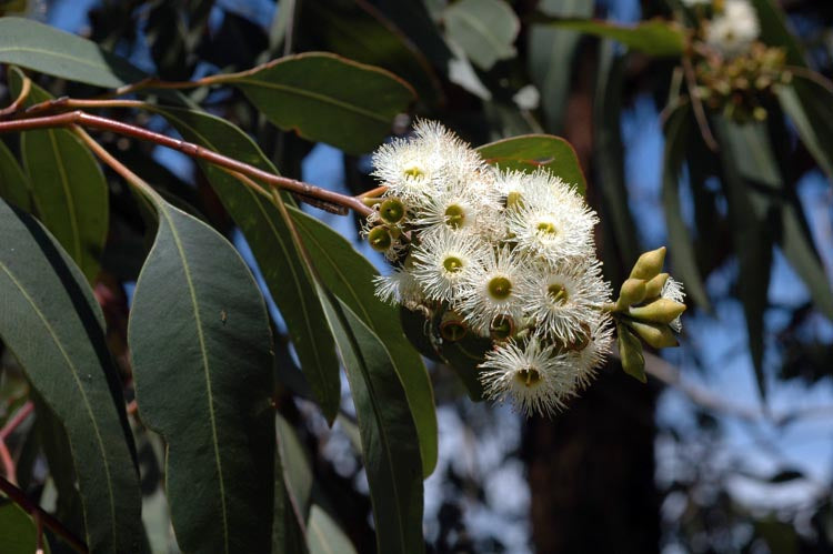 UDANTA-Eucalyptus-White -Safeda-PLANT