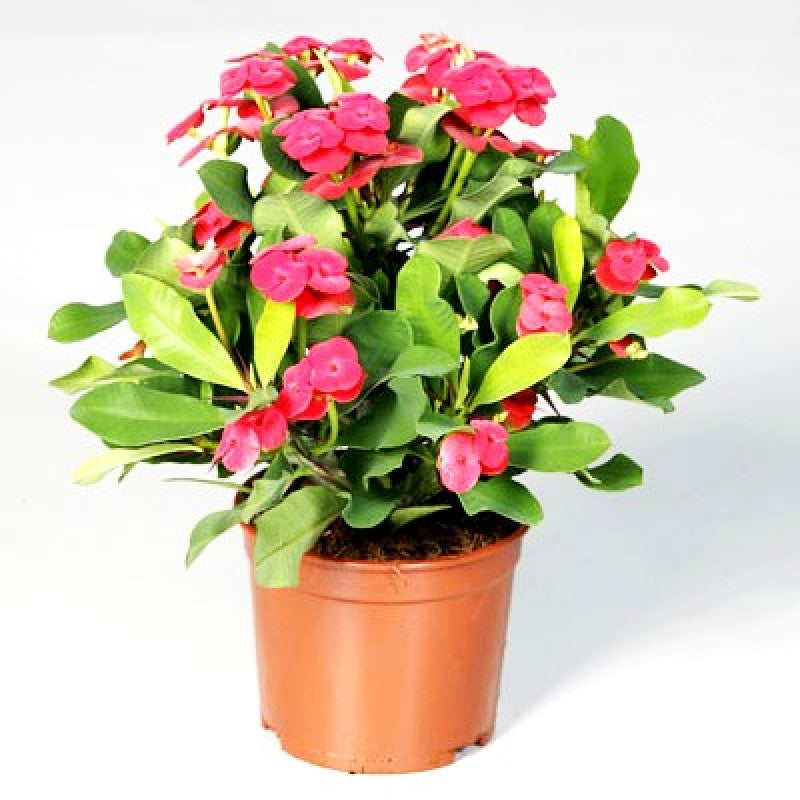 Eurphorbia Flower Plant For All Season Plant For Planting
