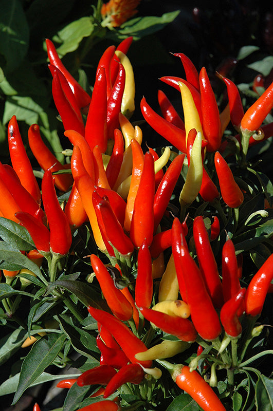 Plantogallery Ornamental chilli pointed F1 hybrid vegetable seeds pack of 20 for starters garden