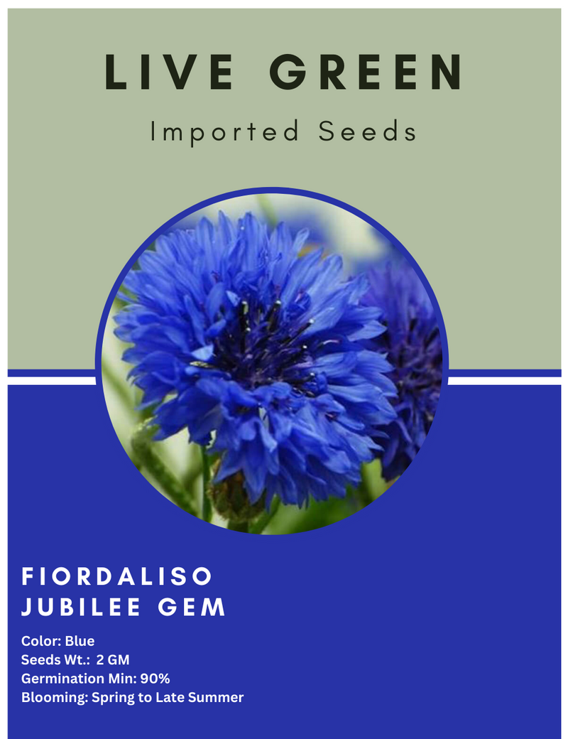 Live Green Imported Seeds - Fiordaliso Jubilee Gem Cornflower Blue Flower Seeds - Pack of 2gm Seeds