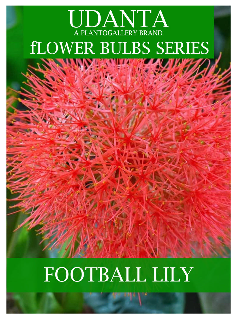 Football Lily “Hemanthus” Flower Bulbs - Pack of 5 Bulbs By Plantogallery