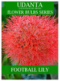 Football Lily “Hemanthus” Flower Bulbs - Pack of 5 Bulbs By Plantogallery