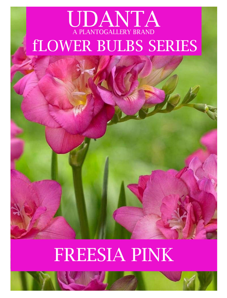 Freesia Double Pink Color Imported Flower Bulbs - Pack of 5 Bulbs By Plantogallery