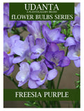 Freesia Double Purple Color Imported Flower Bulbs - Pack of 5 Bulbs By Plantogallery