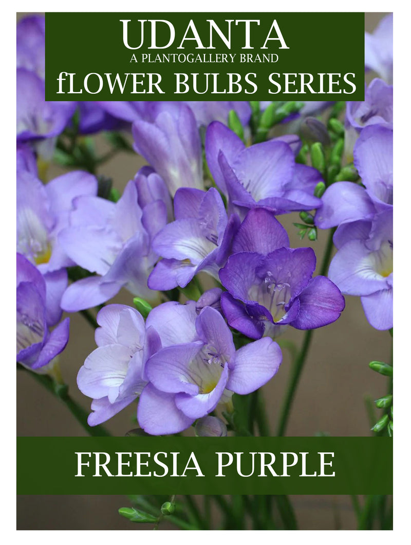 Plantogallery  Freesia Double Purple Color Flower Bulbs - Pack of 5 Bulbs