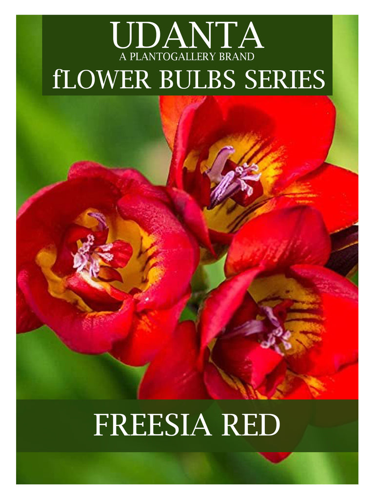 Freesia Double Red Color Imported Flower Bulbs - Pack of 5 Bulbs By Plantogallery