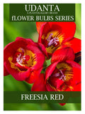 Freesia Double Red Color Imported Flower Bulbs - Pack of 5 Bulbs By Plantogallery