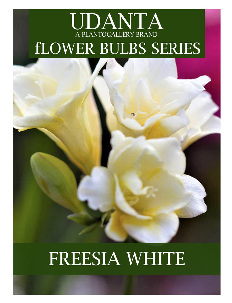 Freesia Double White Color Imported Flower Bulbs - Pack of 5 Bulbs By Plantogallery