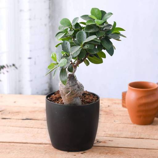 ficus-bonsai-plant-plantogallery