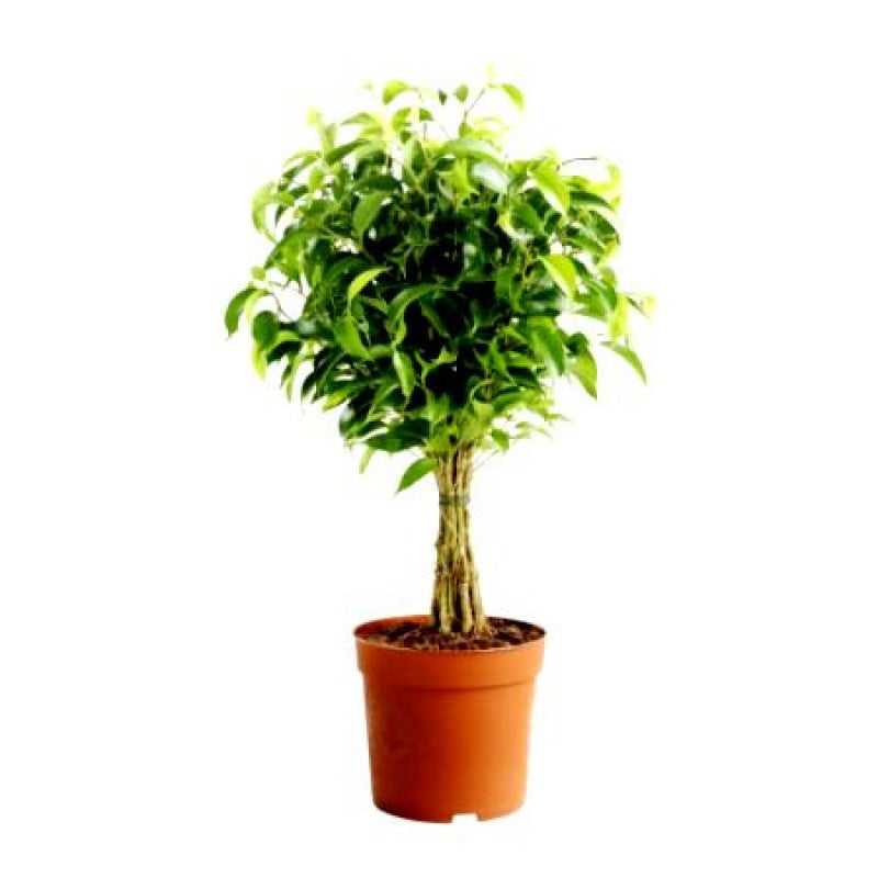 Ficus Panda Indoor And Outdoor Plant Air Purifier Plant For Home And Office