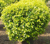 Ficus Panda Indoor And Outdoor Plant Air Purifier Plant For Home And Office