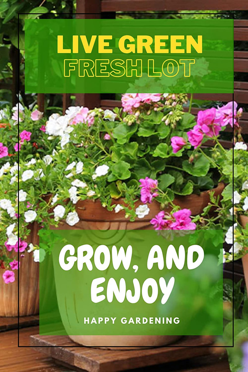 Live Green Imported Seeds - Fiori D'state Rossi Pink Flower Seeds New Mix Varieties Collections for Summer Gardening - Pack 1.5gm Seeds