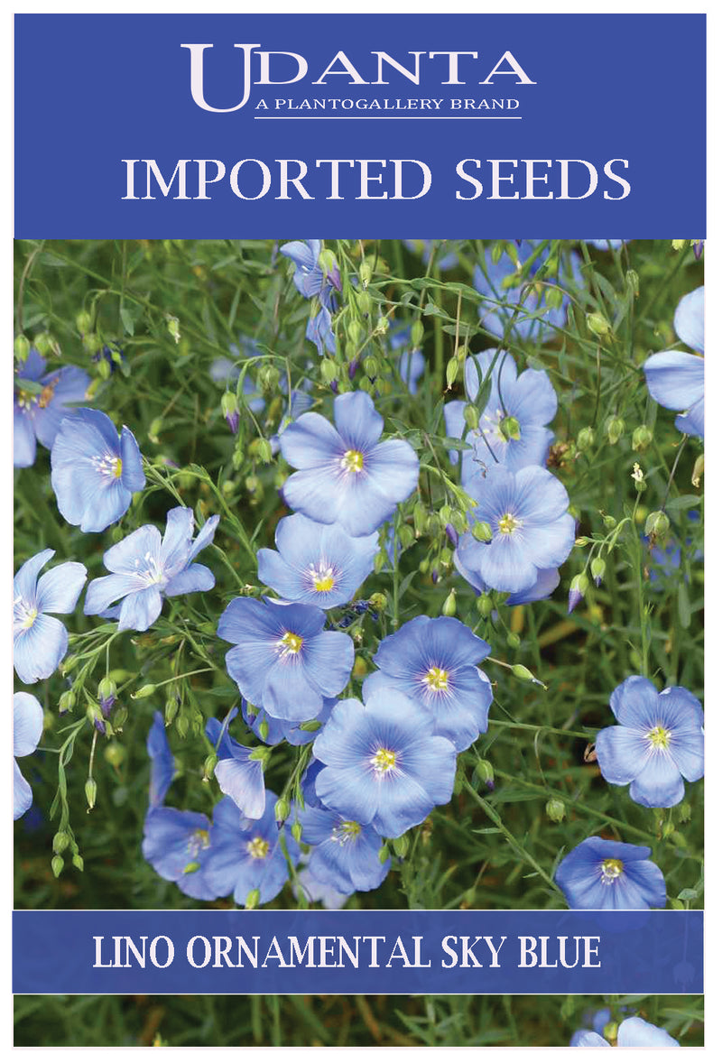 Udanta Imported Flower Seeds - Flaxseed Lino Ornamental Flower Seeds - Qty 3Gm (Sky Blue)