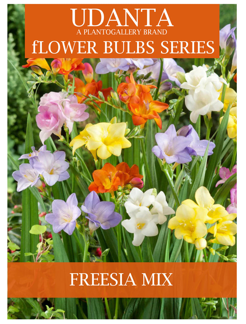 Plantogallery I Freesia Double Mixed Color Flower Bulbs Pack Of 5