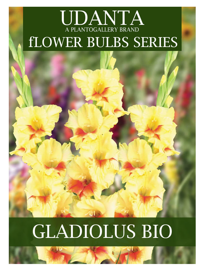 Gladiolus Double Petal Bio Colour Imported Flower Bulbs - Pack of 10 By Plantogallery