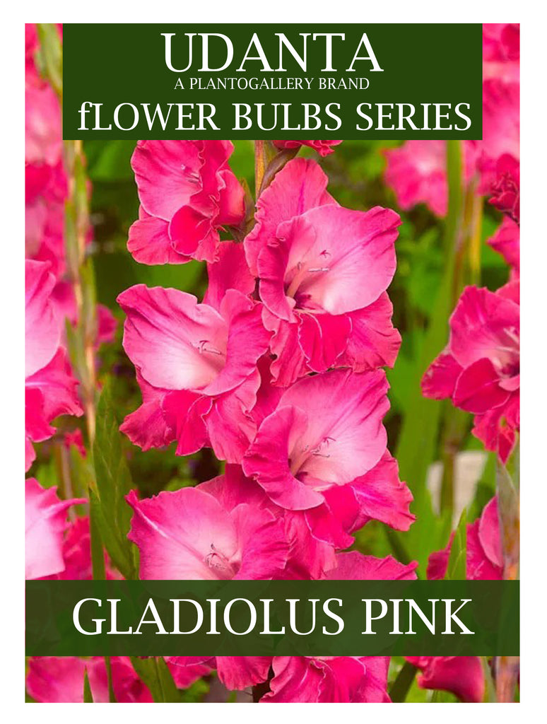 Gladiolus Double Petal Pink Imported Flower Bulbs - Pack of 10 By Plantogallery