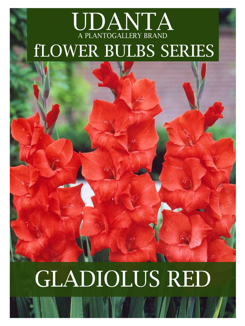Gladiolus Double Petal Dark Red Imported Flower Bulbs - Pack of 10 By Plantogallery