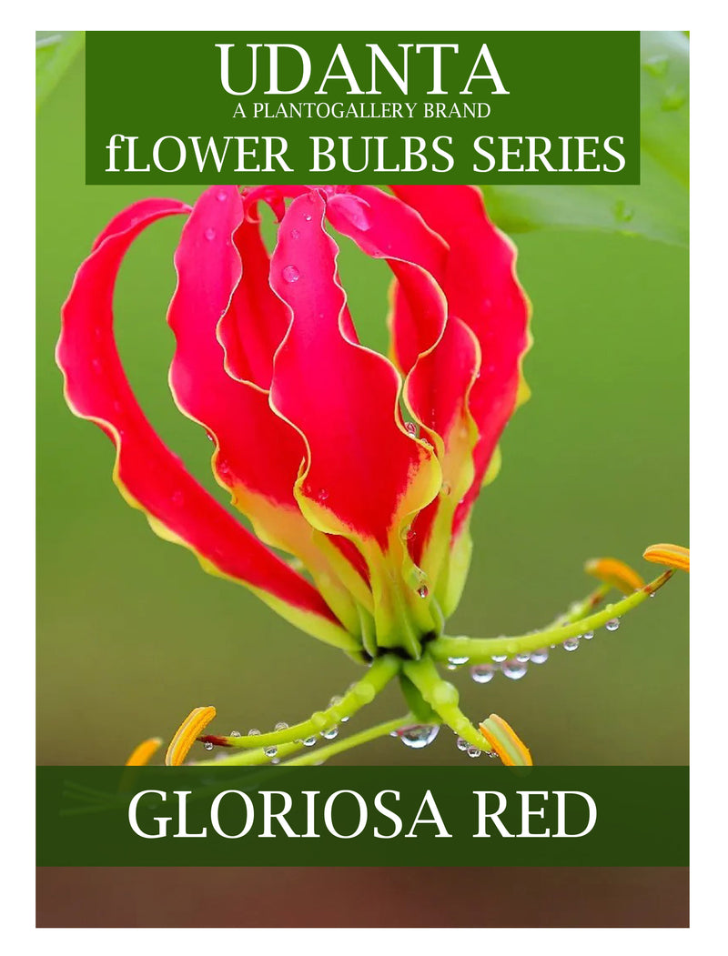 Gloriosa Superba "Creeper" Red Color Flower Bulbs - Pack of 5 Bulbs By Plantogallery