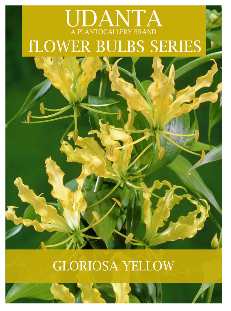 Gloriosa Superba "Creeper" Yellow Color Flower Bulbs - Pack of 5 Bulbs By Plantogallery