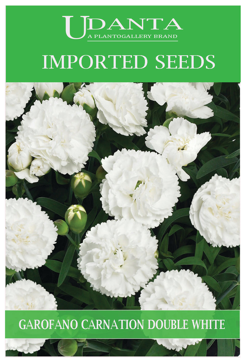 Udanta Imported Flower Seeds - Carnation Rose Garofano Chabaud Fiore Doppio Bianco Perennial Flower Seeds - Qty 1Gm (White)