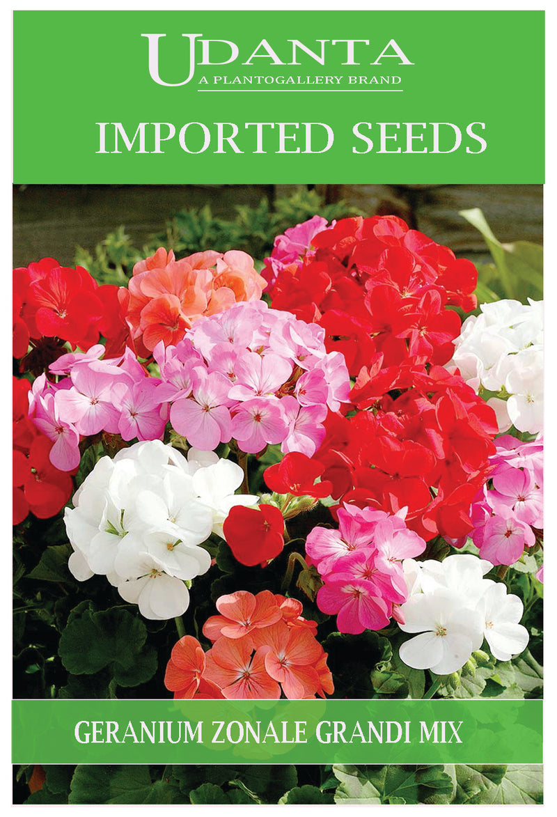 Udanta Imported Flower Seeds - Geranium Geranio Zonale All Season Flower Seeds - Qty 0.2Gm (Mix)