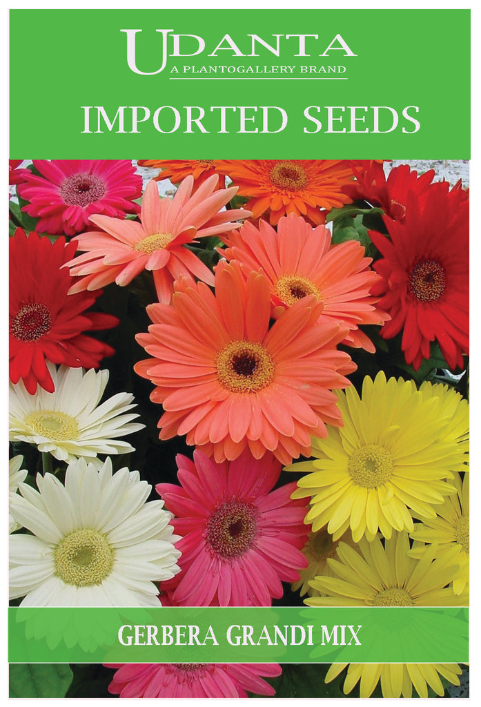 Udanta Imported Flower Seeds - Gerbera Ibrida Grandi For All Season Gardening Flower Seeds - Qty 0.2Gm (Mix)