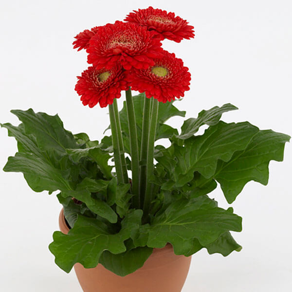 Gerbera Red Flower Plant For Planting