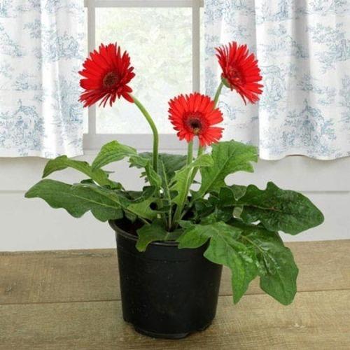 Gerbera Red Flower Plant For Planting