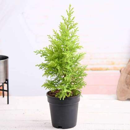 Golden Cypress Plant For Home Gardening