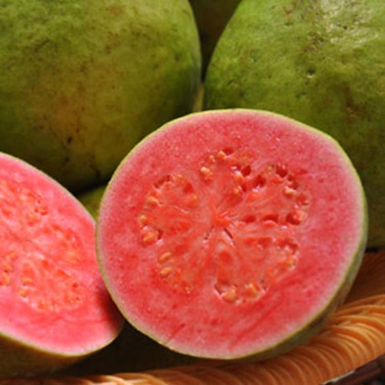 Guava thai red flesh