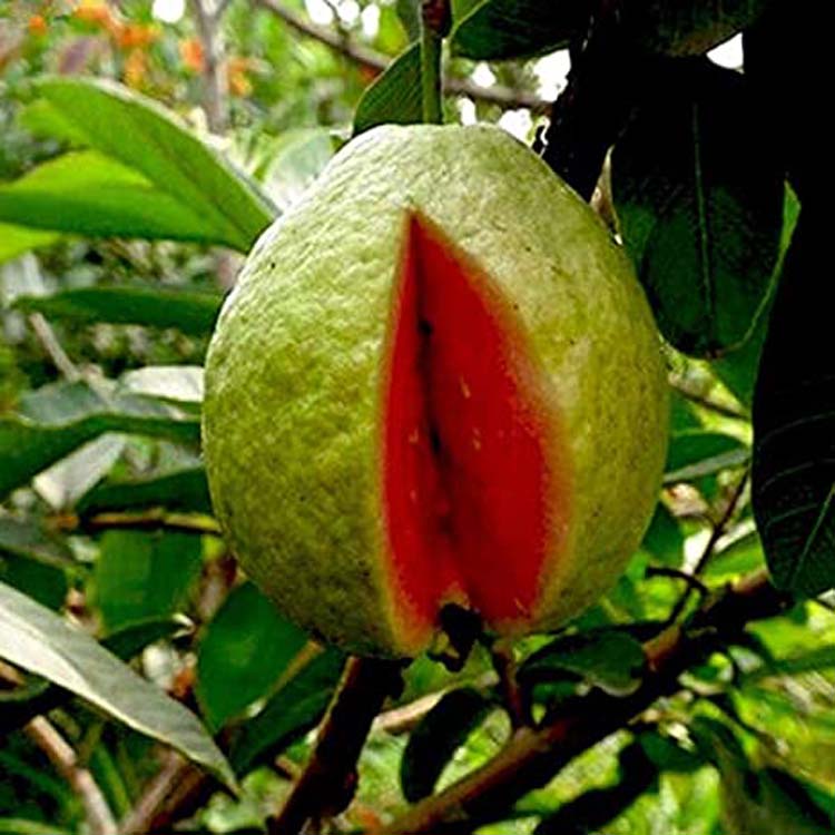 Guava thai red flesh fruit