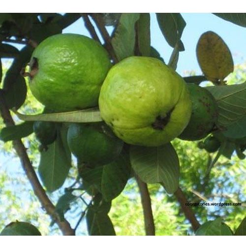 Guava-akra-kiran-fruit