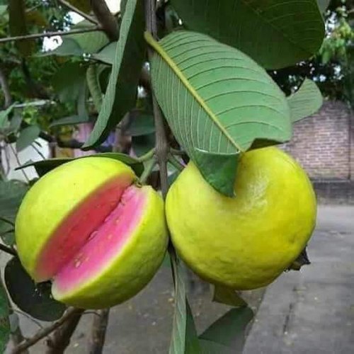 Guava-akra-kiran