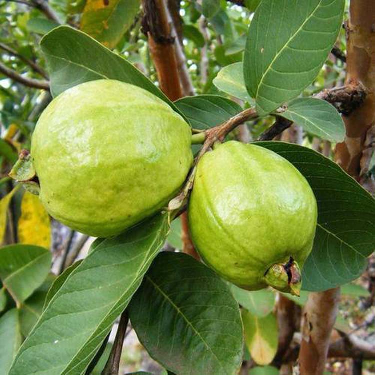 Guava Kg Guava Grafted Fruit Plants