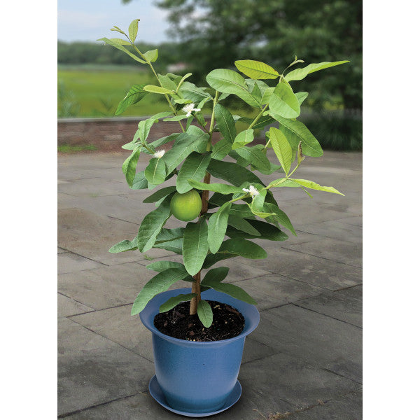 Guava Tree Grafted Plant